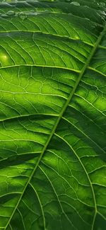 Full frame shot of green leaves