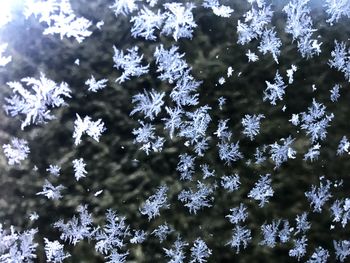 Close-up of flowers on snow covered field