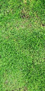 High angle view of leaf on grass