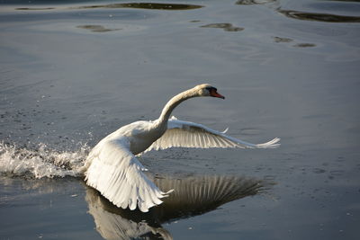 Close-up of swan at lake