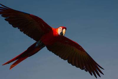Low angle view of bird flying against clear sky