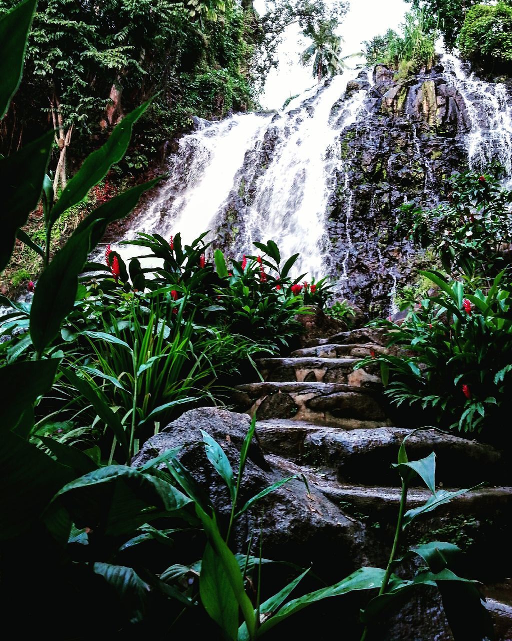 plant, growth, leaf, nature, water, green color, beauty in nature, freshness, flower, tree, rock - object, growing, day, outdoors, no people, tranquility, waterfall, high angle view, flowing water, motion