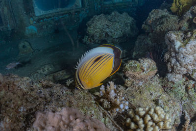 Fish swimming in sea