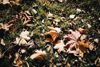 High angle view of maple leaves on field