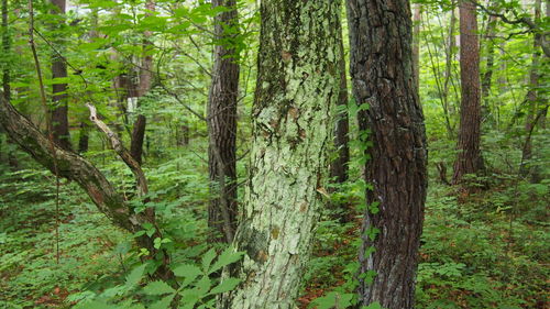 View of trees in forest