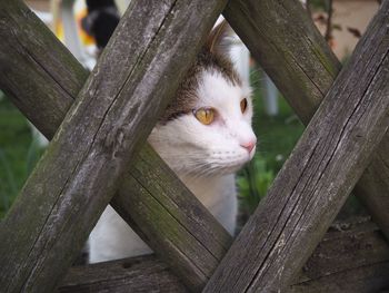 Close-up portrait of a cat