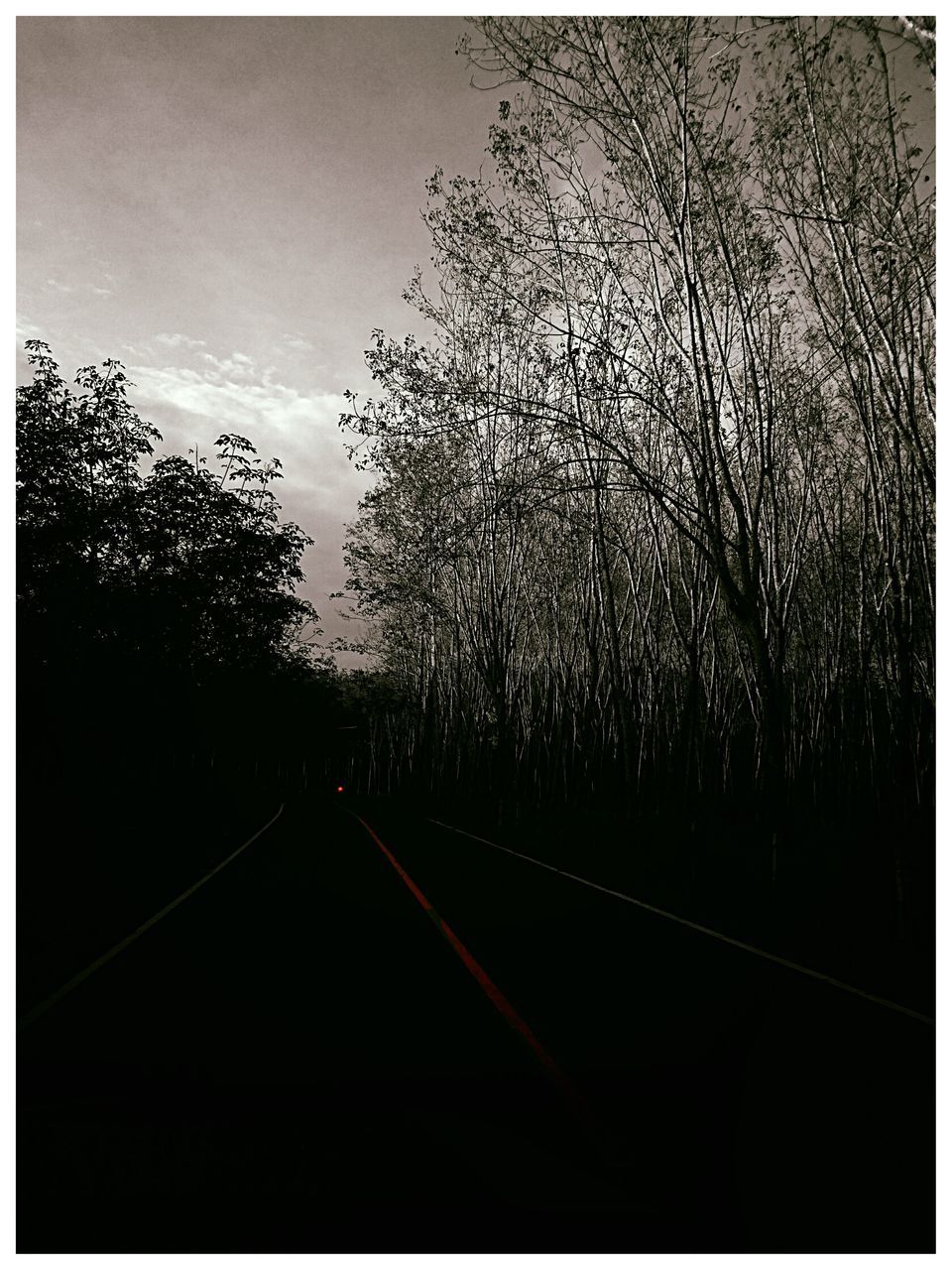 tree, road, the way forward, transportation, no people, outdoors, straight, day, sky, nature