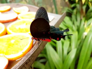 Close-up of butterfly on leaf