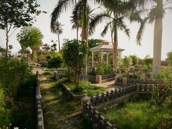 Palm trees in garden against sky