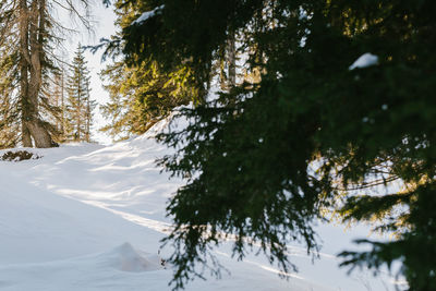 Trees on snow covered land