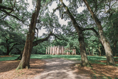 Trees in park