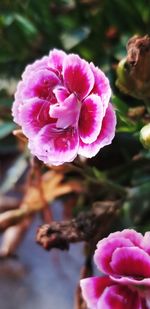 Close-up of pink rose