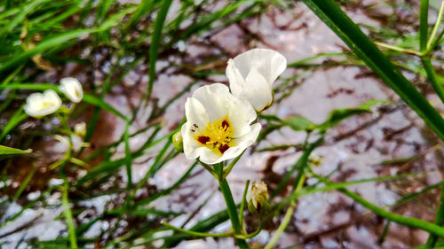 Close-up of white flowers blooming outdoors