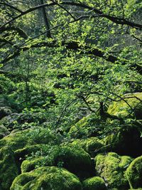 Trees growing in forest