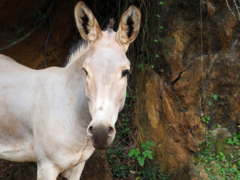 View of one somali wild donkey - equus africanus somaliensis