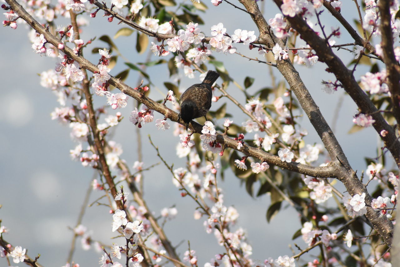 VIEW OF CHERRY BLOSSOM