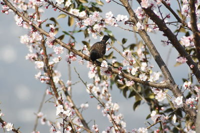 Cherry blossoms in spring