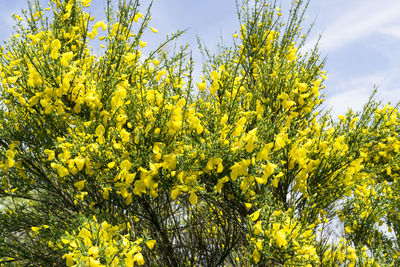 Low angle view of yellow flowers