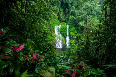 Plants and trees in forest