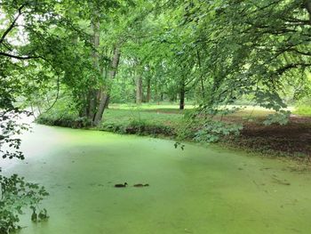 Scenic view of lake in forest