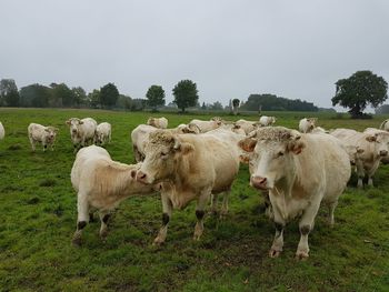 Cows grazing in a field