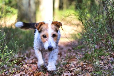Portrait of dog standing on field