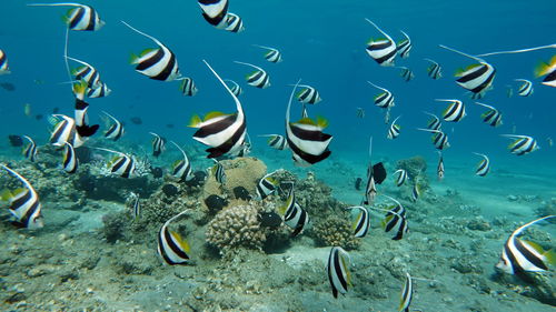 Colorful tropical fish on a coral reef, amazingly beautiful fairy world. in the coral gardens .