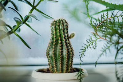 Close-up of succulent plant