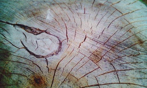 Full frame shot of tree trunk