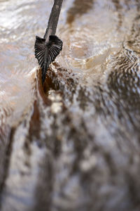 Close-up of wet spider web against blurred background