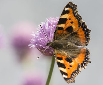 Close-up of butterfly pollinating on purple flower