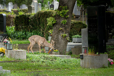 View of an animal on cemetery