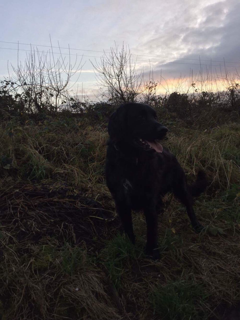 one animal, sky, sunset, animal themes, domestic animals, mammal, outdoors, silhouette, pets, bare tree, one person, nature, day, people