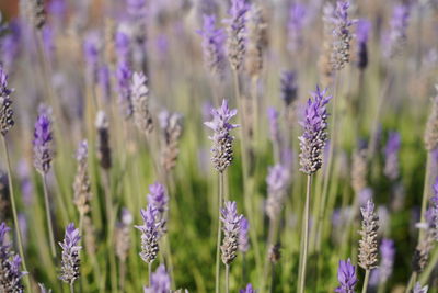 Close-up of purple lavender flowers on field