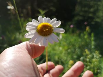 Close-up of hand holding white flowering plant