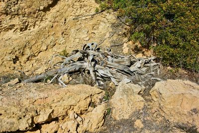 Close-up of rock on tree