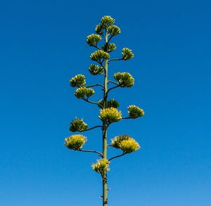 Low angle view of flowering plant against clear blue sky