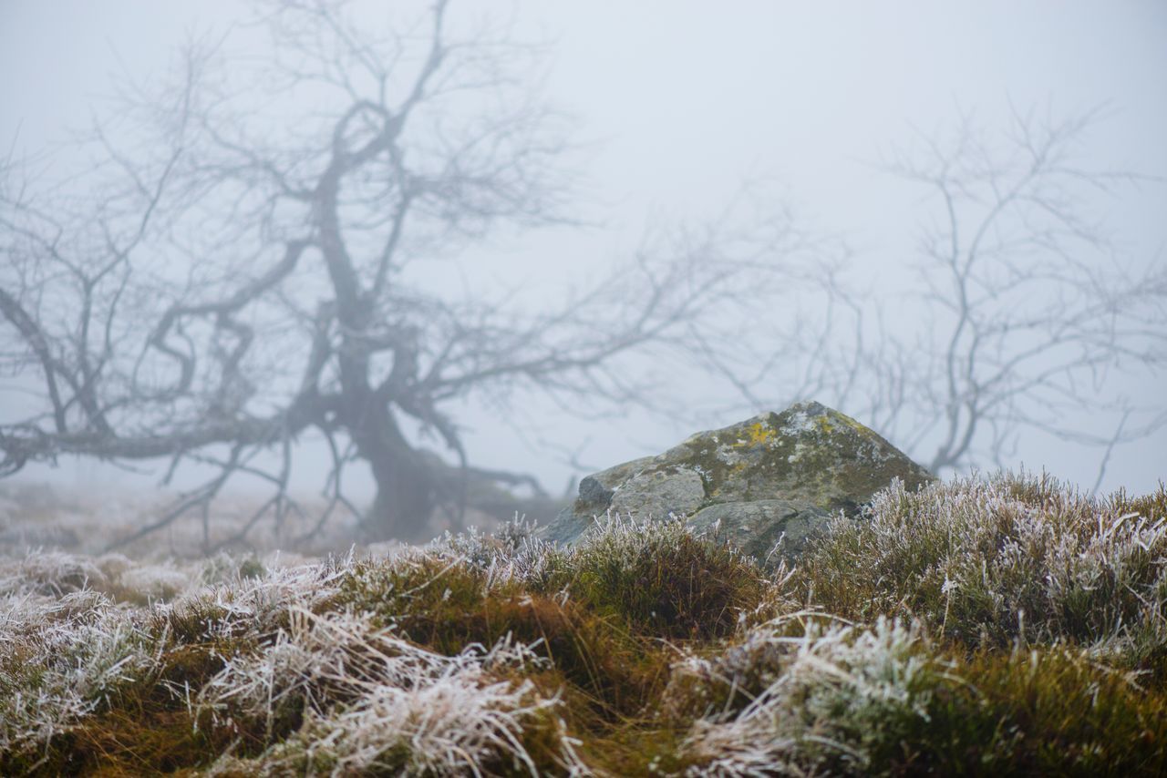 tranquility, tranquil scene, tree, bare tree, scenics, beauty in nature, nature, winter, landscape, branch, fog, cold temperature, snow, growth, non-urban scene, grass, weather, sky, plant