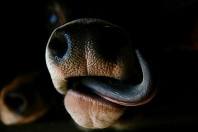 Close-up of cow against black background