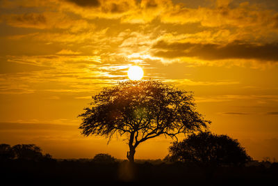 Silhouette tree against sky during sunset