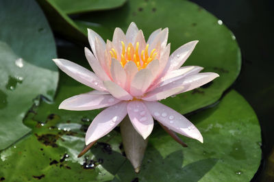 Close-up of water lily in pond