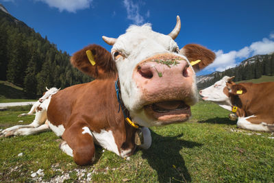 Cows in a field