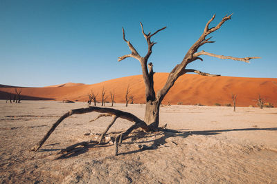 Bare tree on sand dune against clear sky