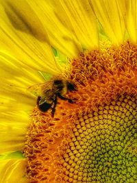 Extreme close up of yellow flower