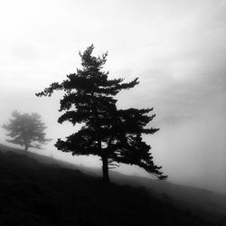 Silhouette tree on landscape against sky