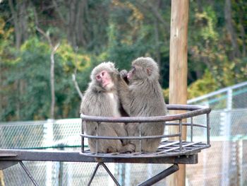 Two monkeys grooming