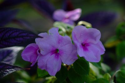 Close-up of blue flowers blooming outdoors