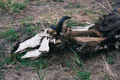 Close-up of animal skull on field