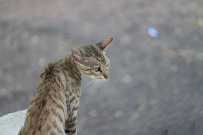 Close-up of cat