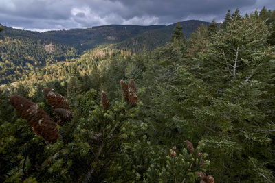 Scenic view of pine trees against sky